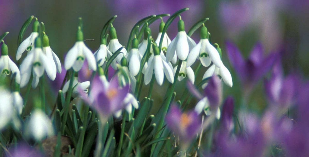 De weelderige natuur van de Haut-Giffre in de lente: een bloemrijke wandeling!