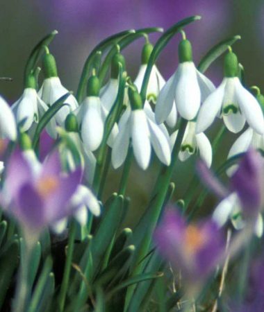 De weelderige natuur van de Haut-Giffre in de lente: een bloemrijke wandeling!