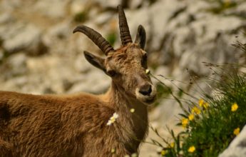 Ontdekkingswandelingen