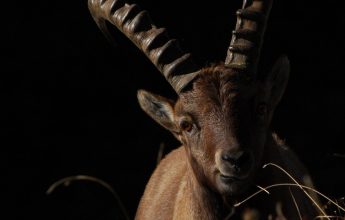 Ontmoeting bij het Vogealle-hutje, met een begeleider van het natuurreservaat