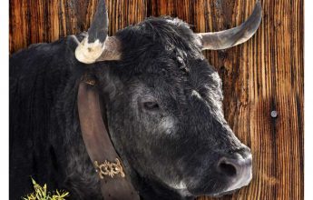 Bezoek aan de boerderij, Vaches Herens – Croës Canailles