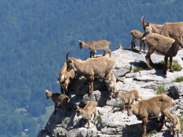 Gids Compagny_Samoëns