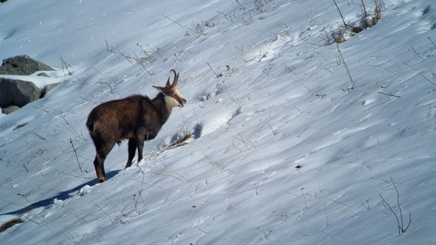 Sneeuwschoenwandelen en picknicken met de gemzen_Taninges