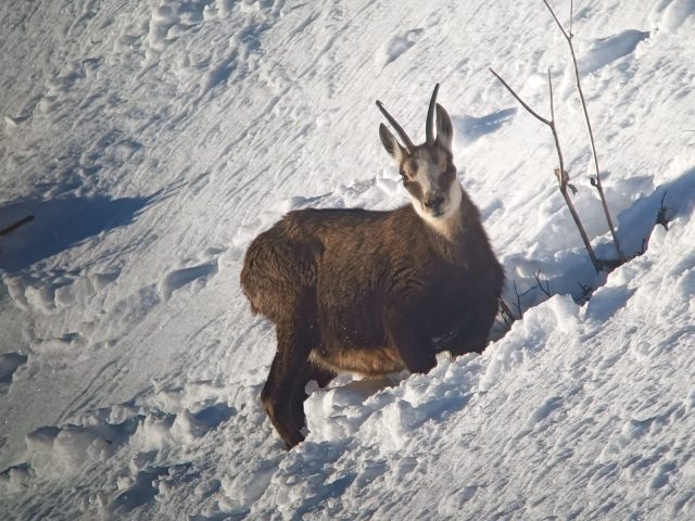 Sneeuwschoenwandelen en picknicken met de gemzen_Taninges