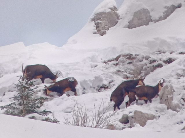 Sneeuwschoenwandelen en picknicken met de gemzen_Taninges