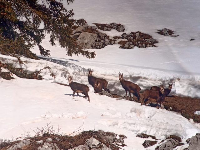 Dagje sneeuwschoenwandelen met Zwitserse fondue in een privéchalet_Morillon
