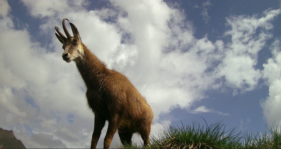 Dagje sneeuwschoenwandelen met Zwitserse fondue in een privéchalet_Morillon