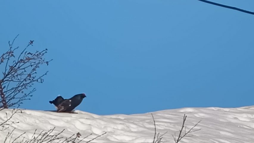 Begeleide sneeuwschoenwandelingen: panoramische uitzichten en bergverhalen_Sixt-Fer-à-Cheval