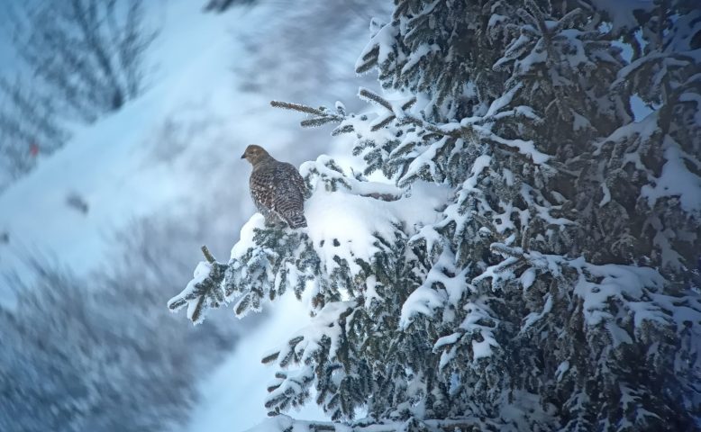 Begeleide sneeuwschoenwandelingen: panoramische uitzichten en bergverhalen_Sixt-Fer-à-Cheval