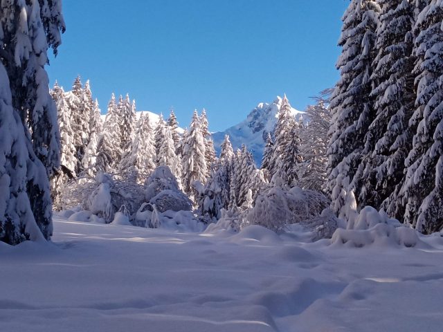 Begeleide sneeuwschoenwandelingen: Wilde dieren in het bos observeren_Taninges