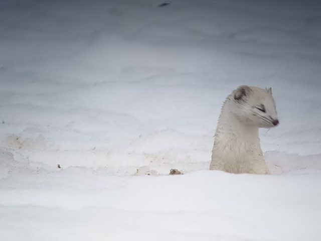 Begeleide sneeuwschoenwandelingen: Wilde dieren in het bos observeren_Taninges