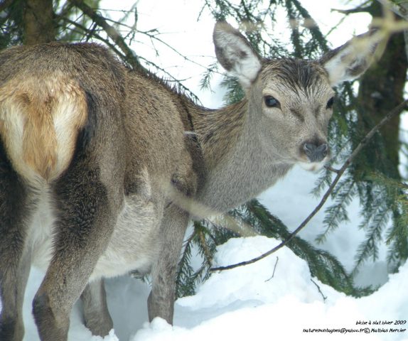 Begeleide sneeuwschoenwandelingen: Wilde dieren in het bos observeren_Taninges