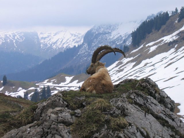 Sneeuwschoenwandeling: Observatie van steenbokken en natuurreservaat_Sixt-Fer-à-Cheval