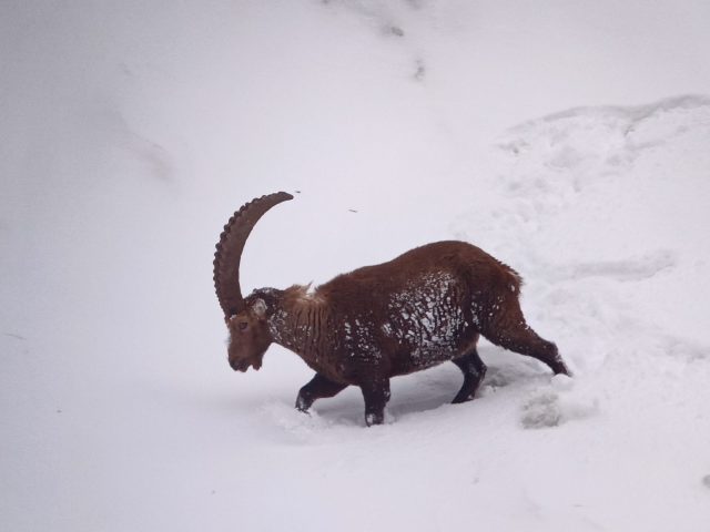 Sneeuwschoenwandeling: Observatie van steenbokken en natuurreservaat_Sixt-Fer-à-Cheval