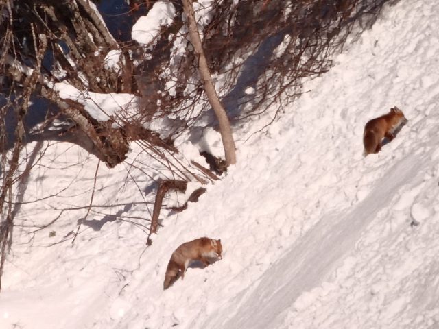 Begeleide sneeuwschoenwandelingen: leven in de bergen_Sixt-Fer-à-Cheval