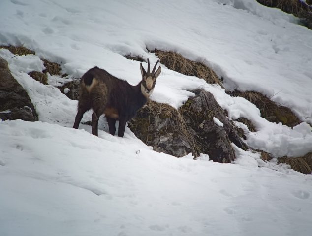 Begeleide sneeuwschoenwandelingen: leven in de bergen_Sixt-Fer-à-Cheval