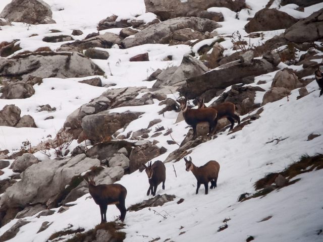 Begeleide sneeuwschoenwandelingen: leven in de bergen_Sixt-Fer-à-Cheval