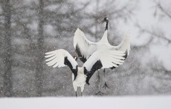 Fototentoonstelling over Japanse wilde dieren