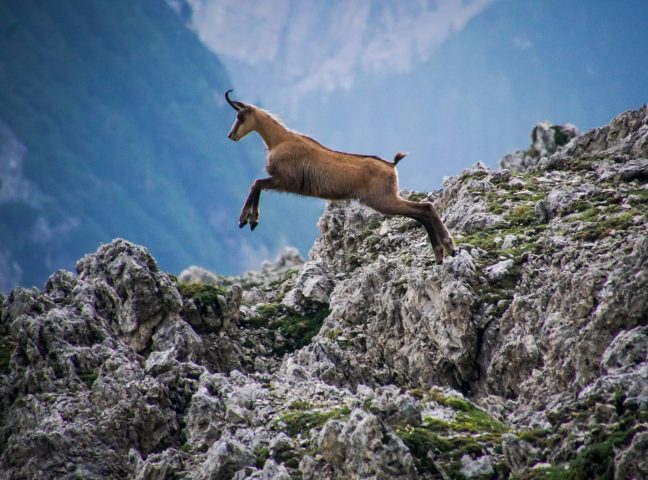 Begeleide wandeltochten, speciale ontdekkingstochten_Samoëns
