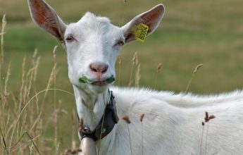 Itinéraire pédestre : l’Alpage de la Vieille